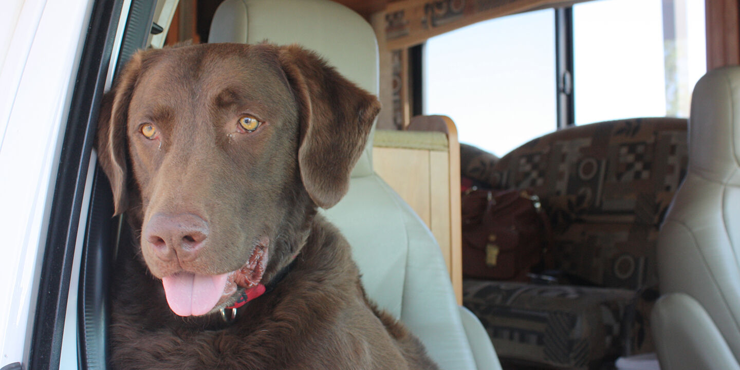 RVing With Your Pets